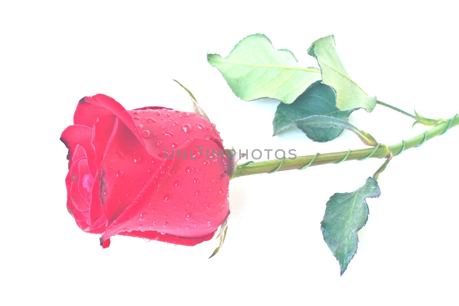 Single beautiful red rose isolated on white background