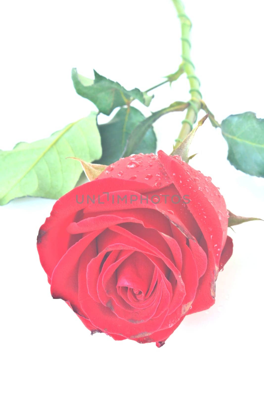Single beautiful red rose isolated on white background