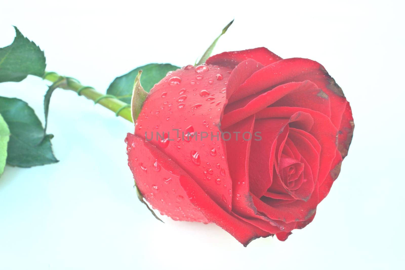 Single beautiful red rose isolated on white background