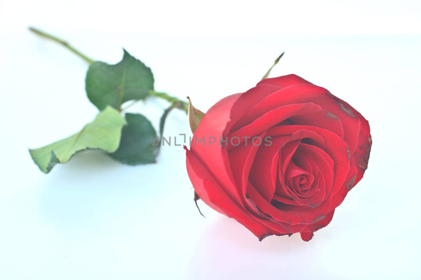 Single beautiful red rose isolated on white background