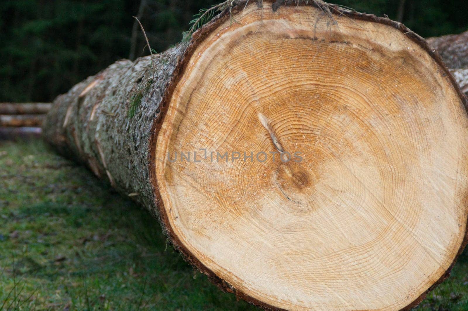 wood,trunk,disc,rings,age,yellow,brown,cut,firewood,wood pile,stacked,agriculture,forestry,forestry,forest,trees,texture,background,tree stump,tree trunk