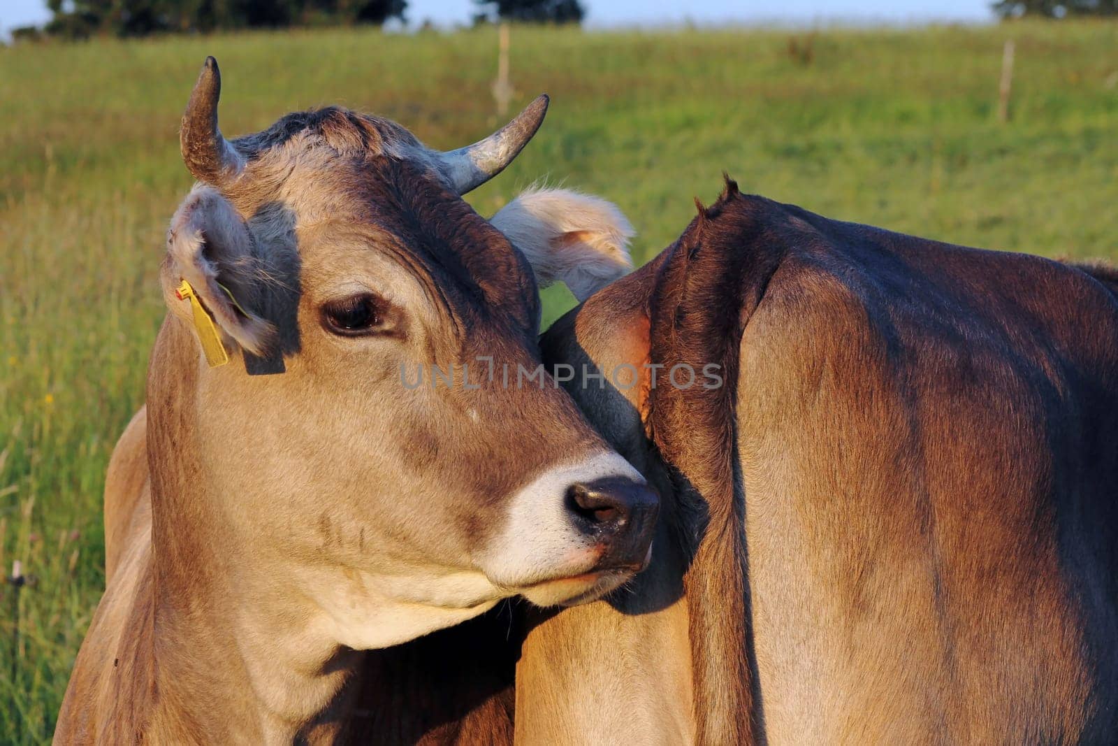 Head and butt