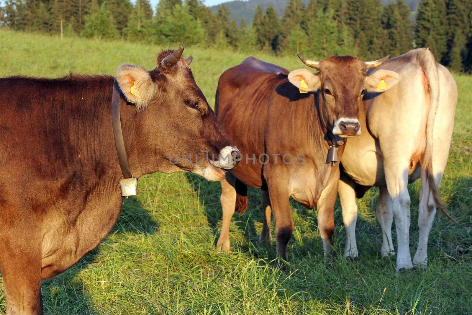 Allgäu Brown Swiss on the pasture