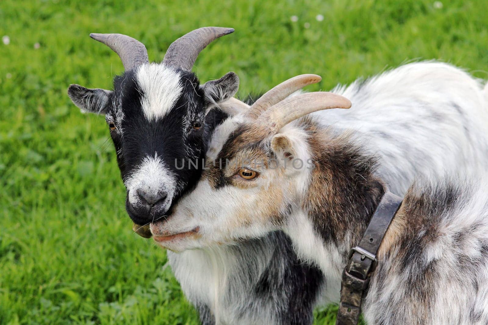 Two young goats cuddle together