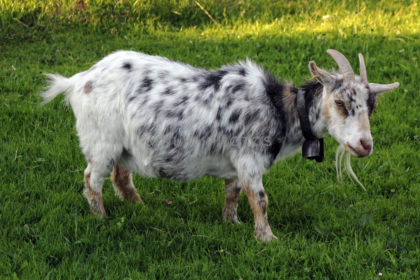 A pretty young goat