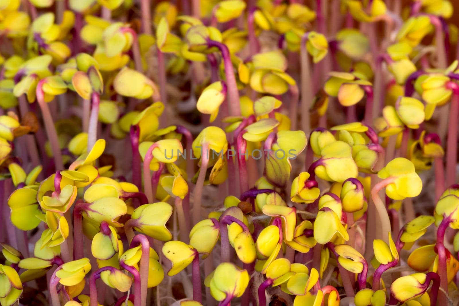 Germination