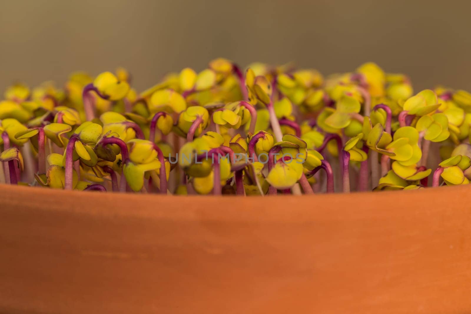 Germination