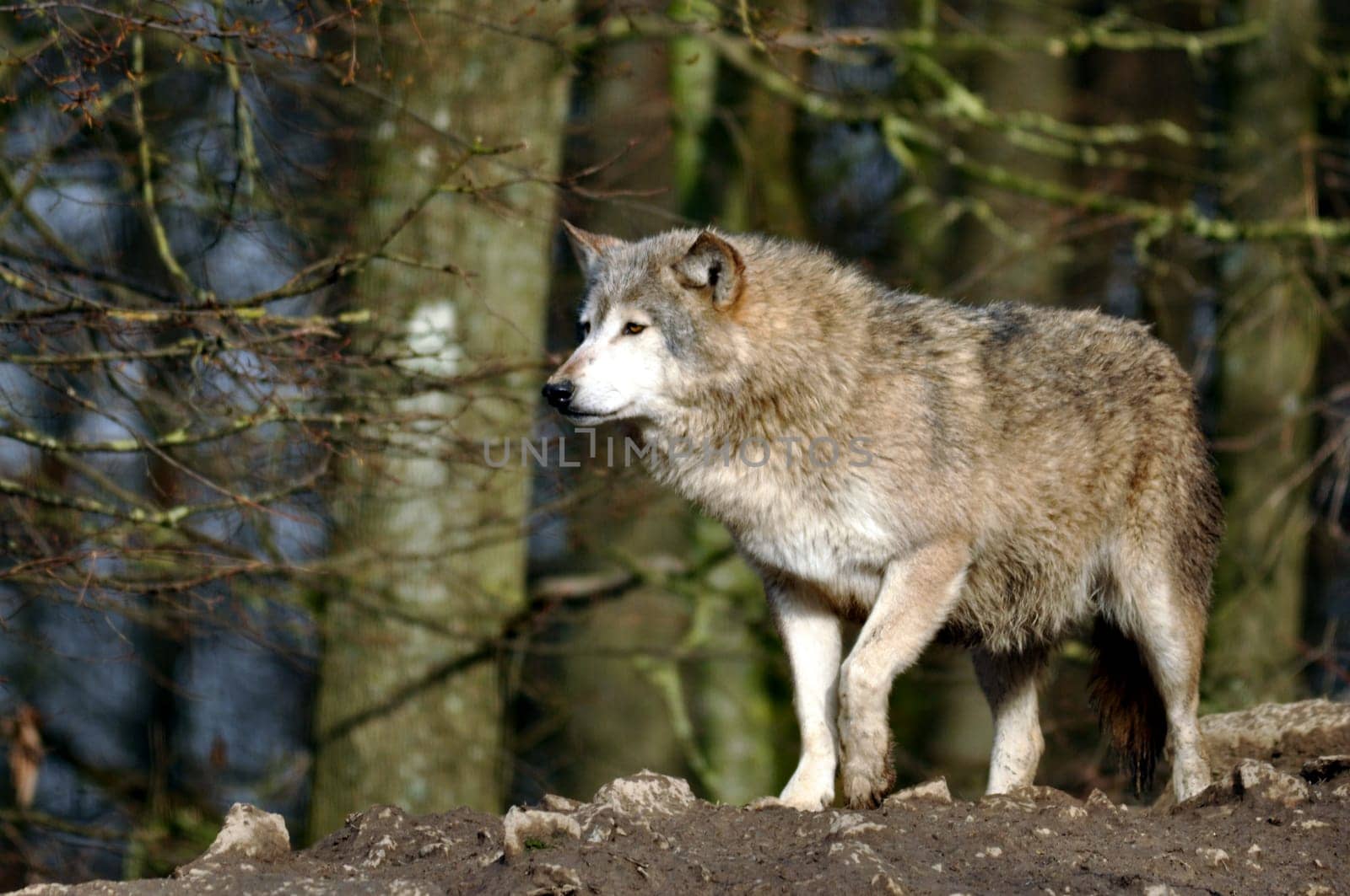 Wolf