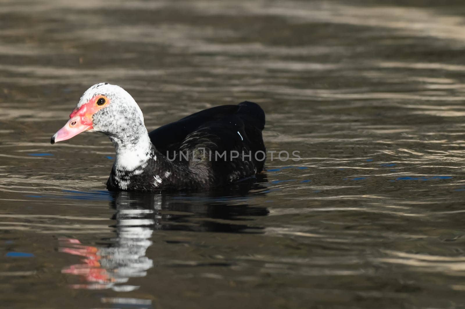 Muscovy Duck (Cairina moschata) on a Dark Black Water