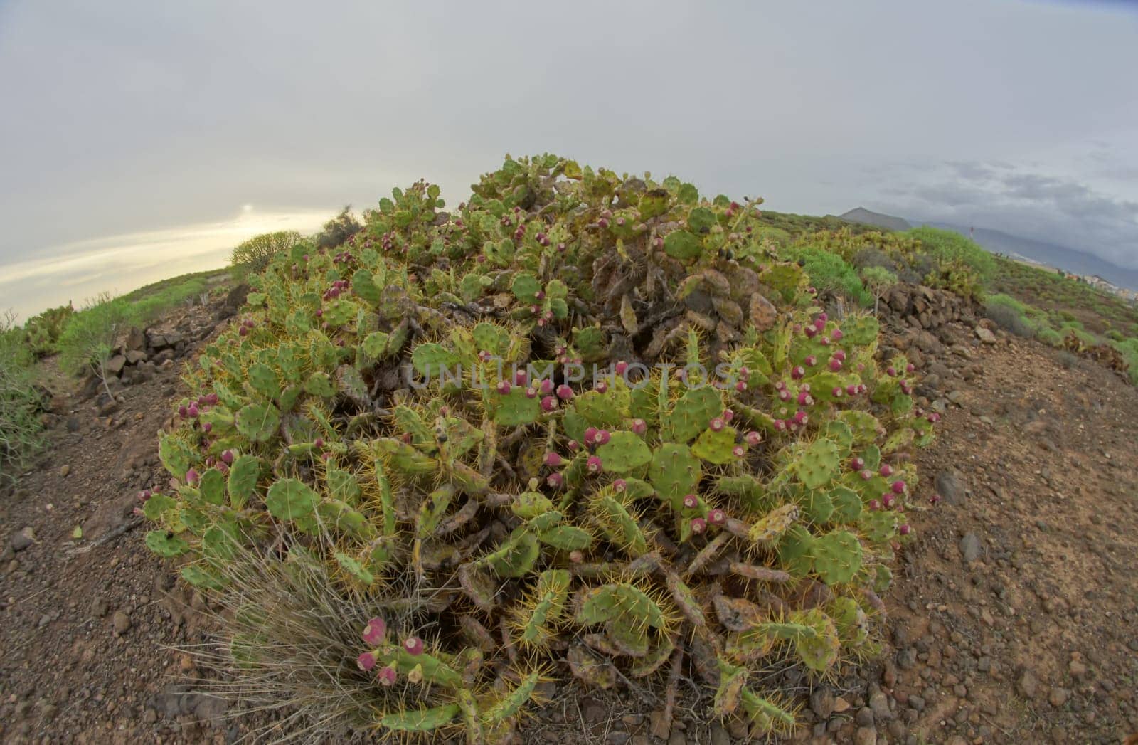 Green Succulent Cactus in the Desert Tenerife Canary Islands Spain