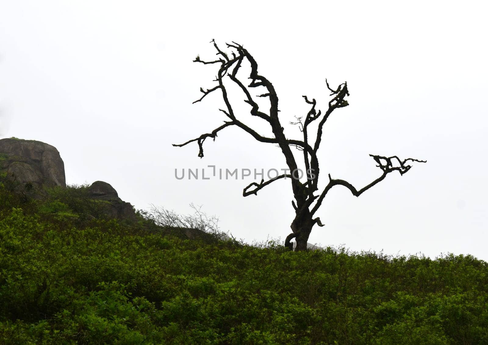Gnarled lonely tree with greenery and gray sky