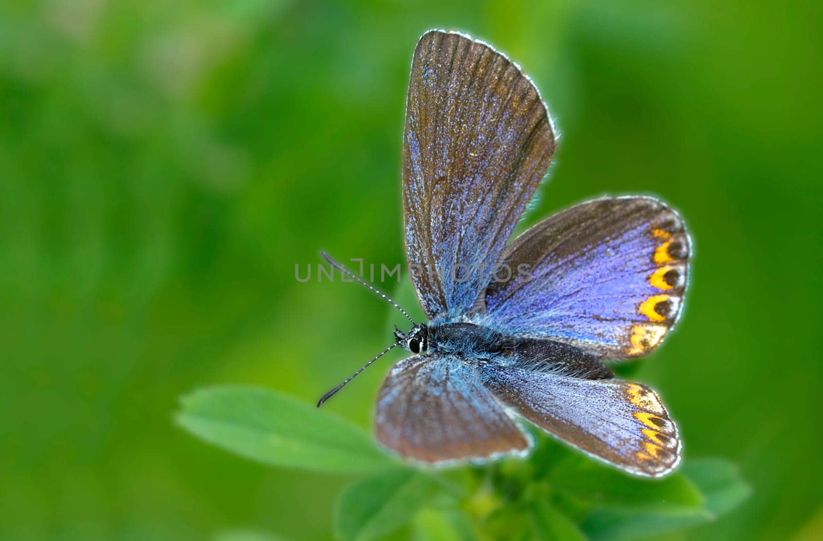 Female Crowned Vetch Blue