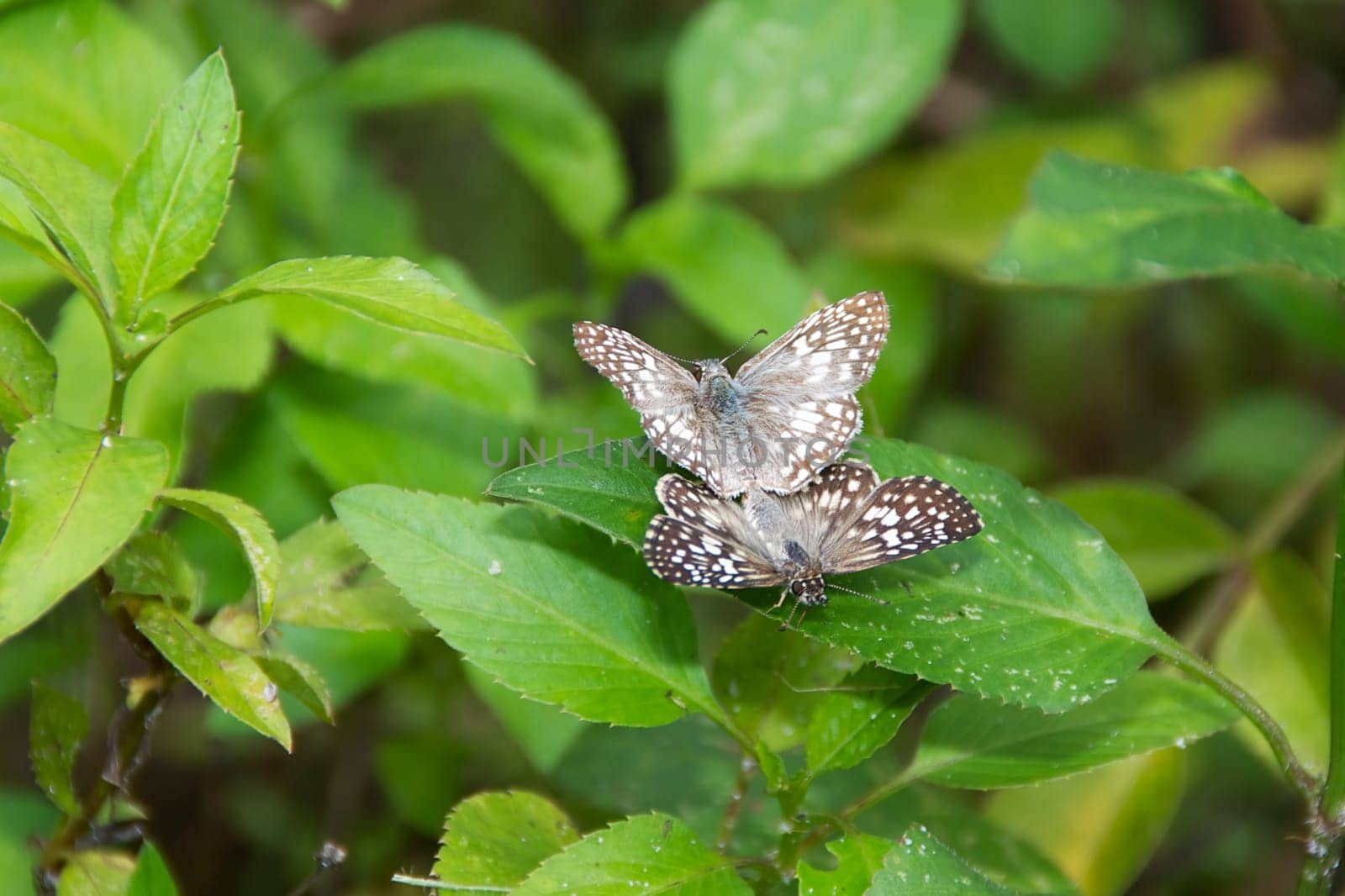 Two white and brown butterflies are perched on a green leaf and are mating.