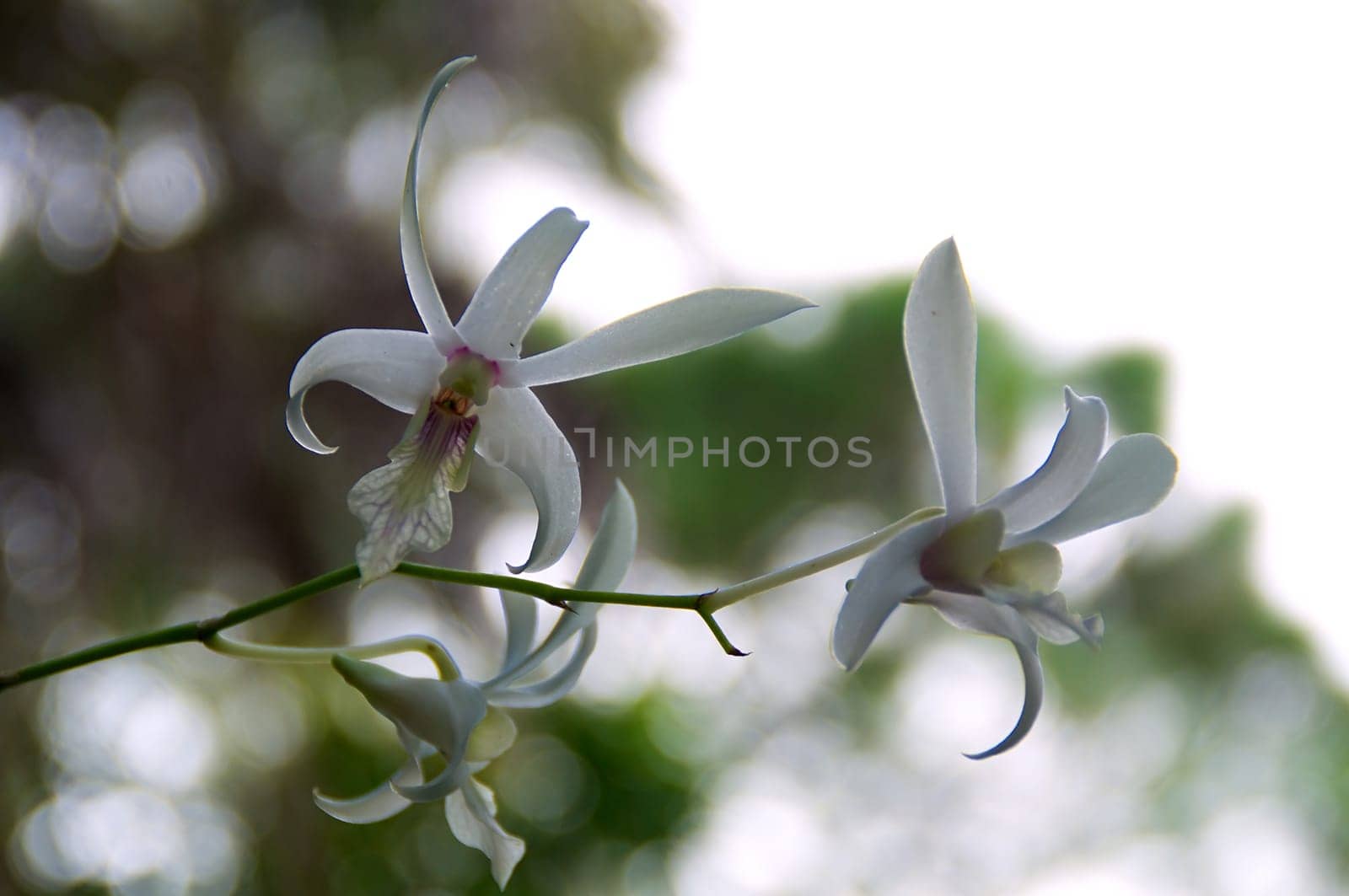 Three white orchids growing wild in bloom.
