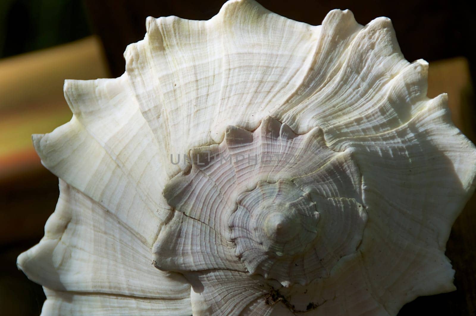 Close up of the front of a large conch shell outdoors in the sunshine.