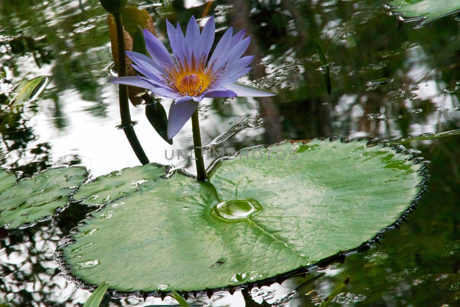 A beautiful multicolored blue waterlily is in bloom over a lily pad.
