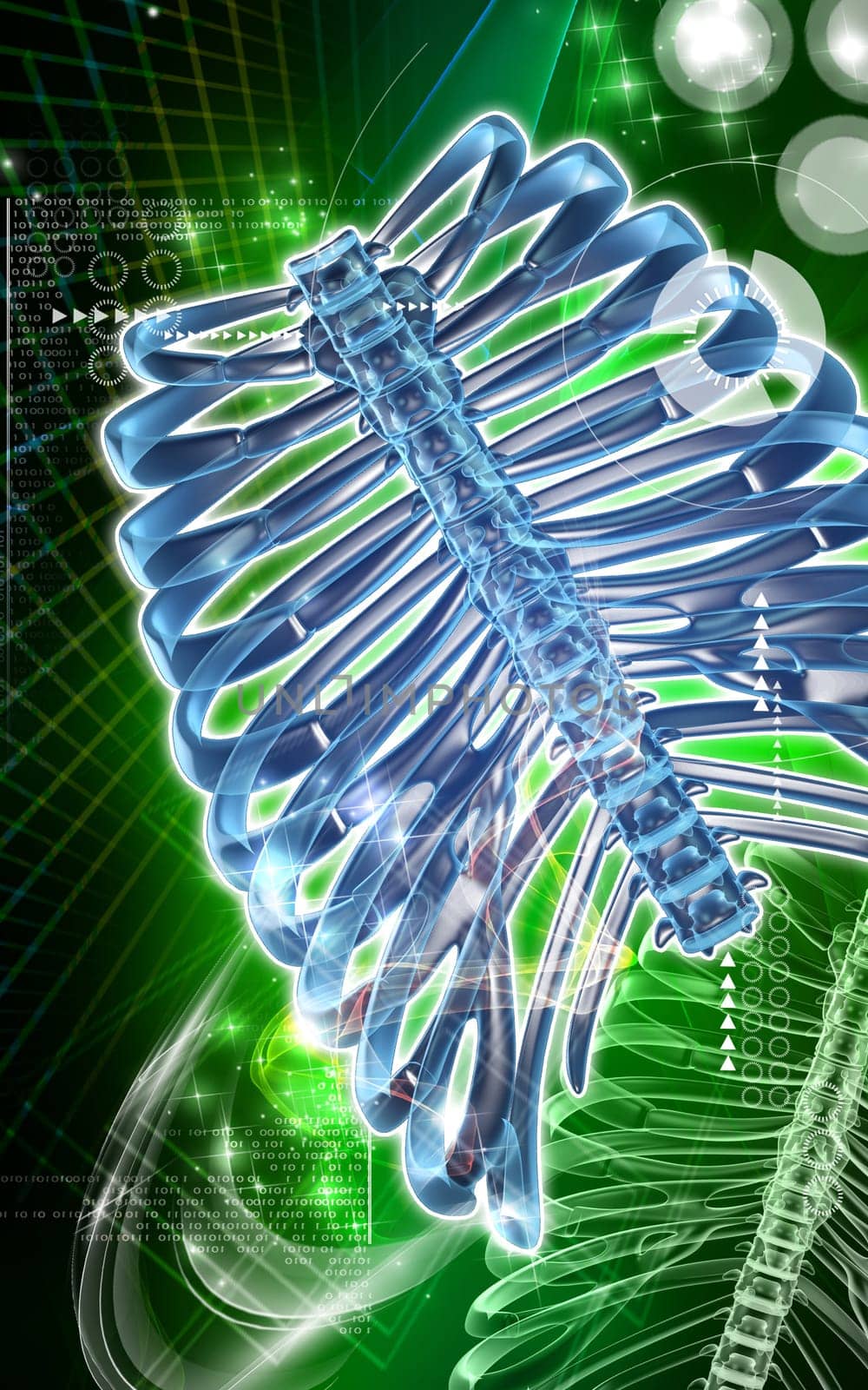Digital illustration of rib cage in colour background