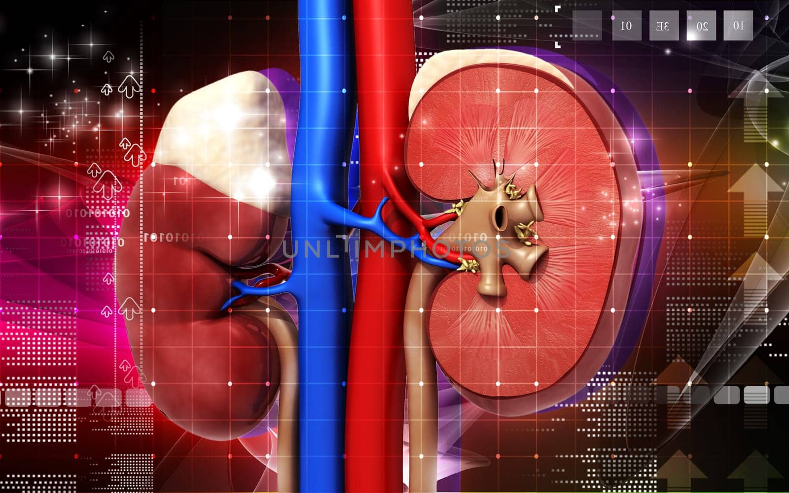 Digital illustration of kidney in colour background