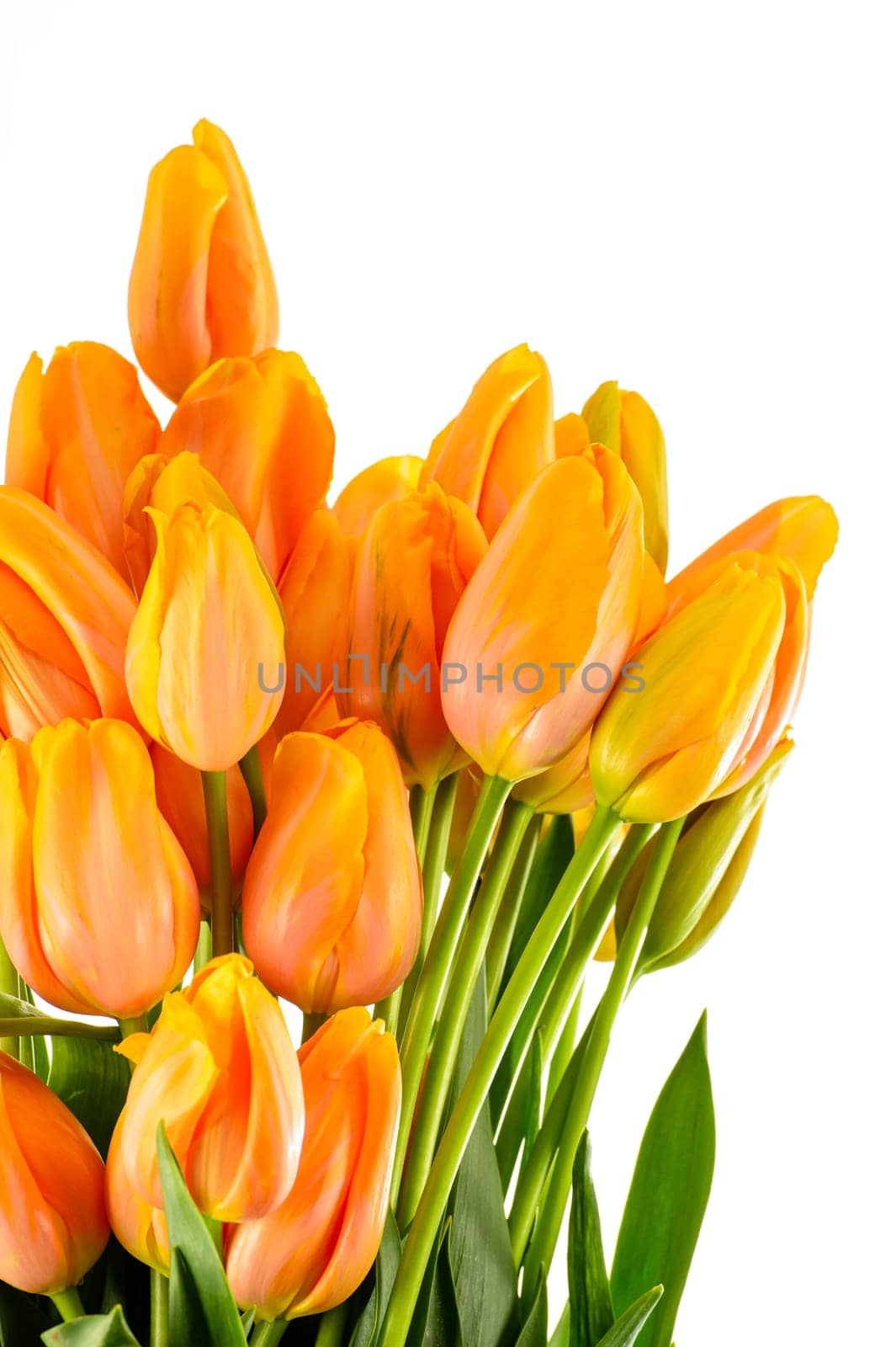 Spring flowers yellow and orange tulips isolated on white