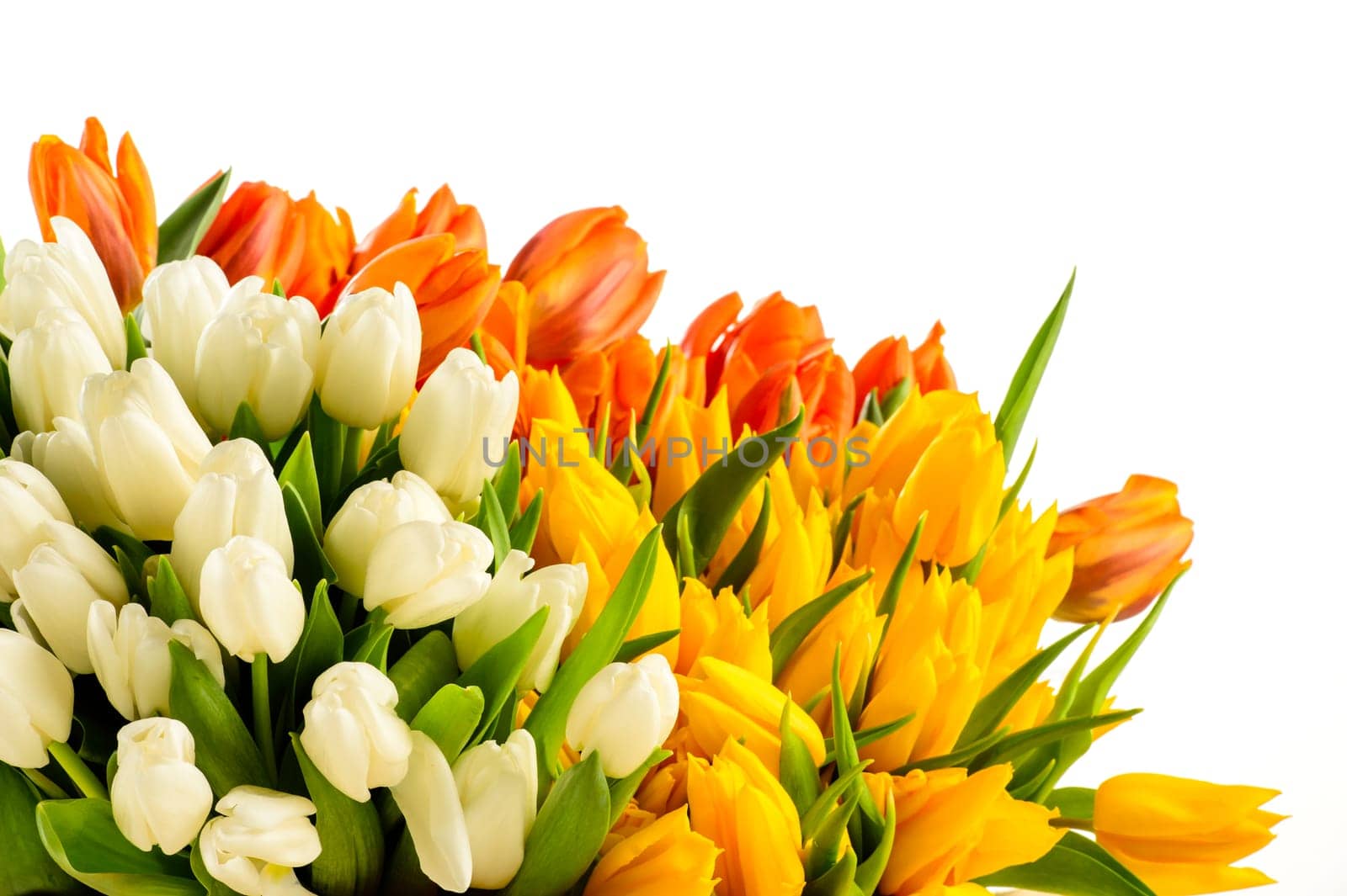 Bouquets of colorful tulip flowers spring freshness isolated on white