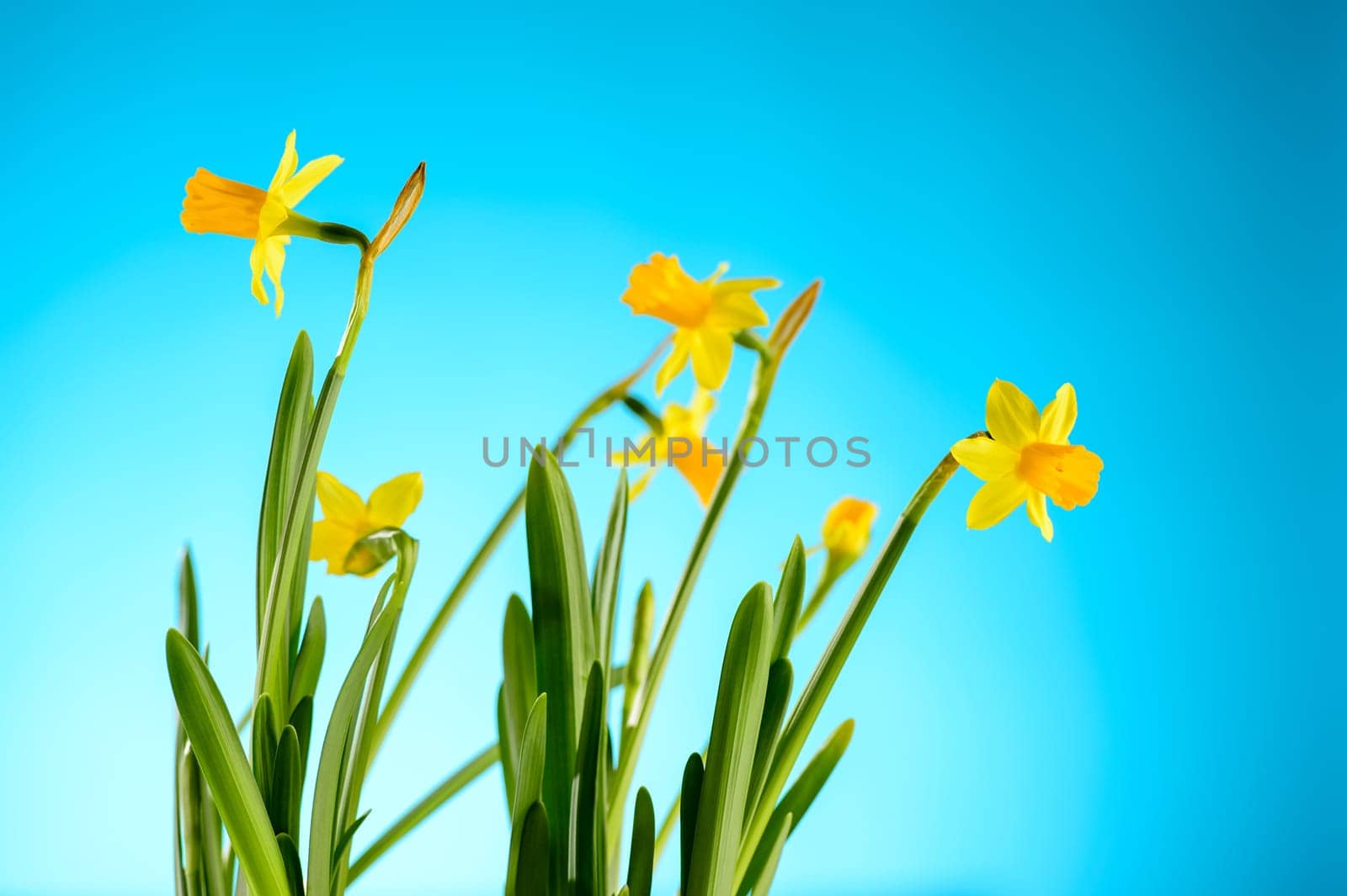 Yellow narcissus spring flowers on blue background