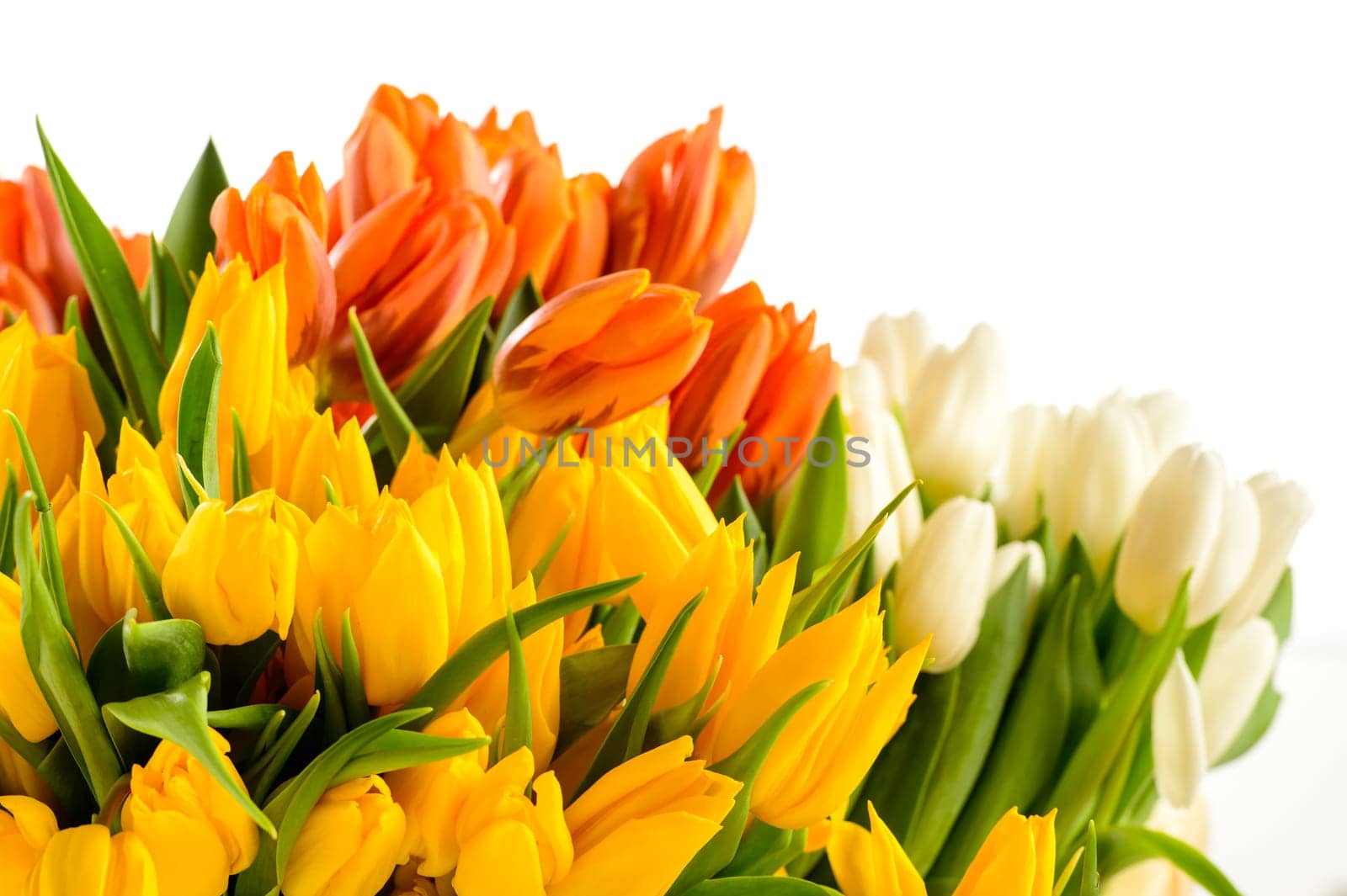 Colorful bunch of tulips spring flowers isolated on white