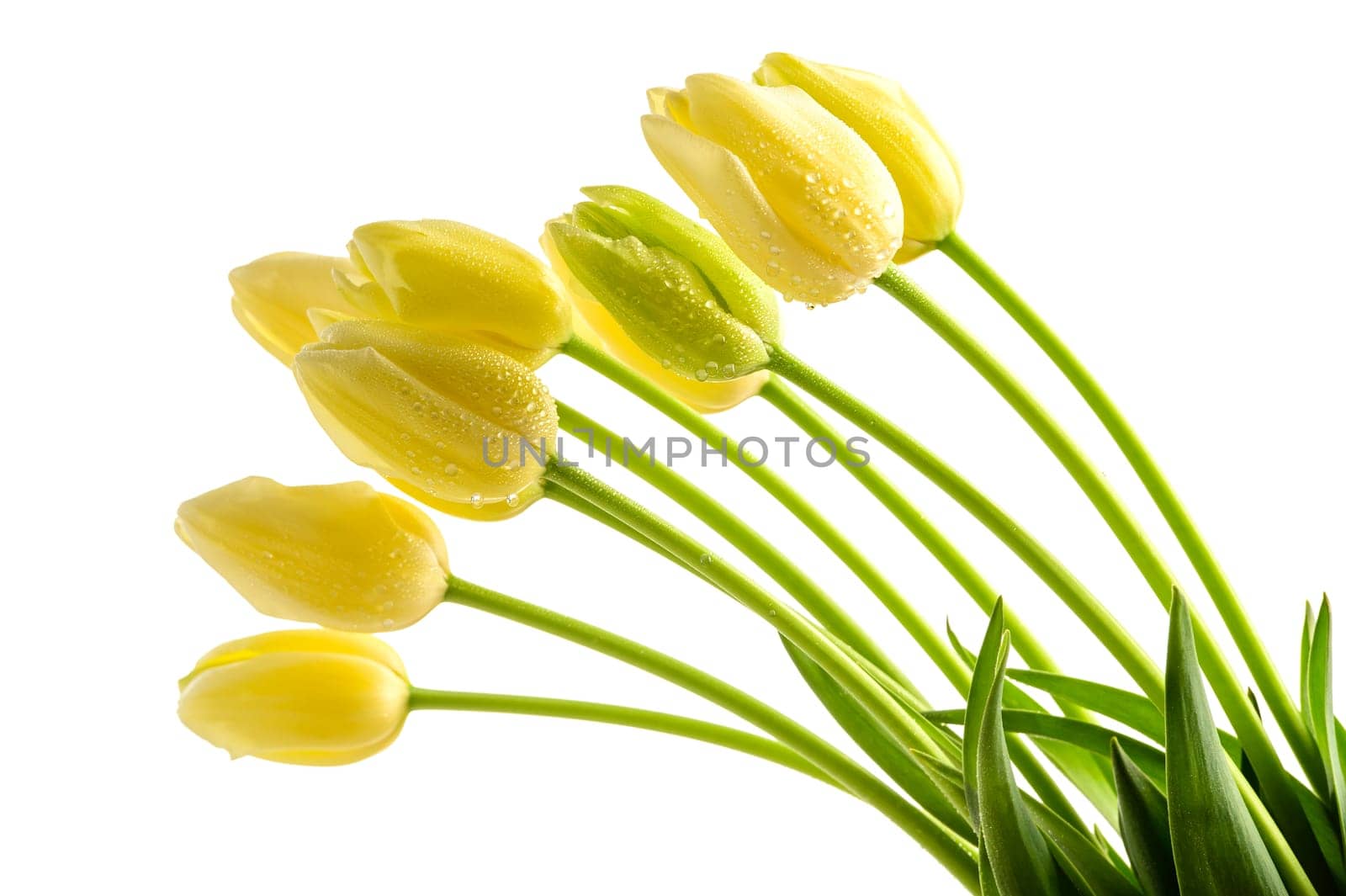 Yellow tulips flowers with long stalk on white background