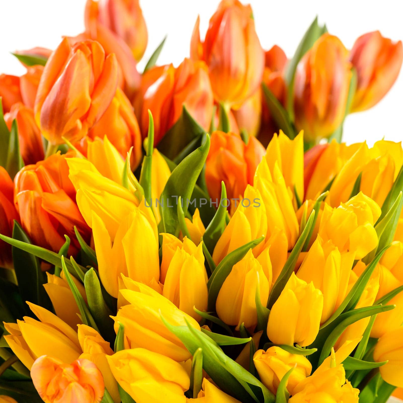 Colorful tulips bunch of spring flowers