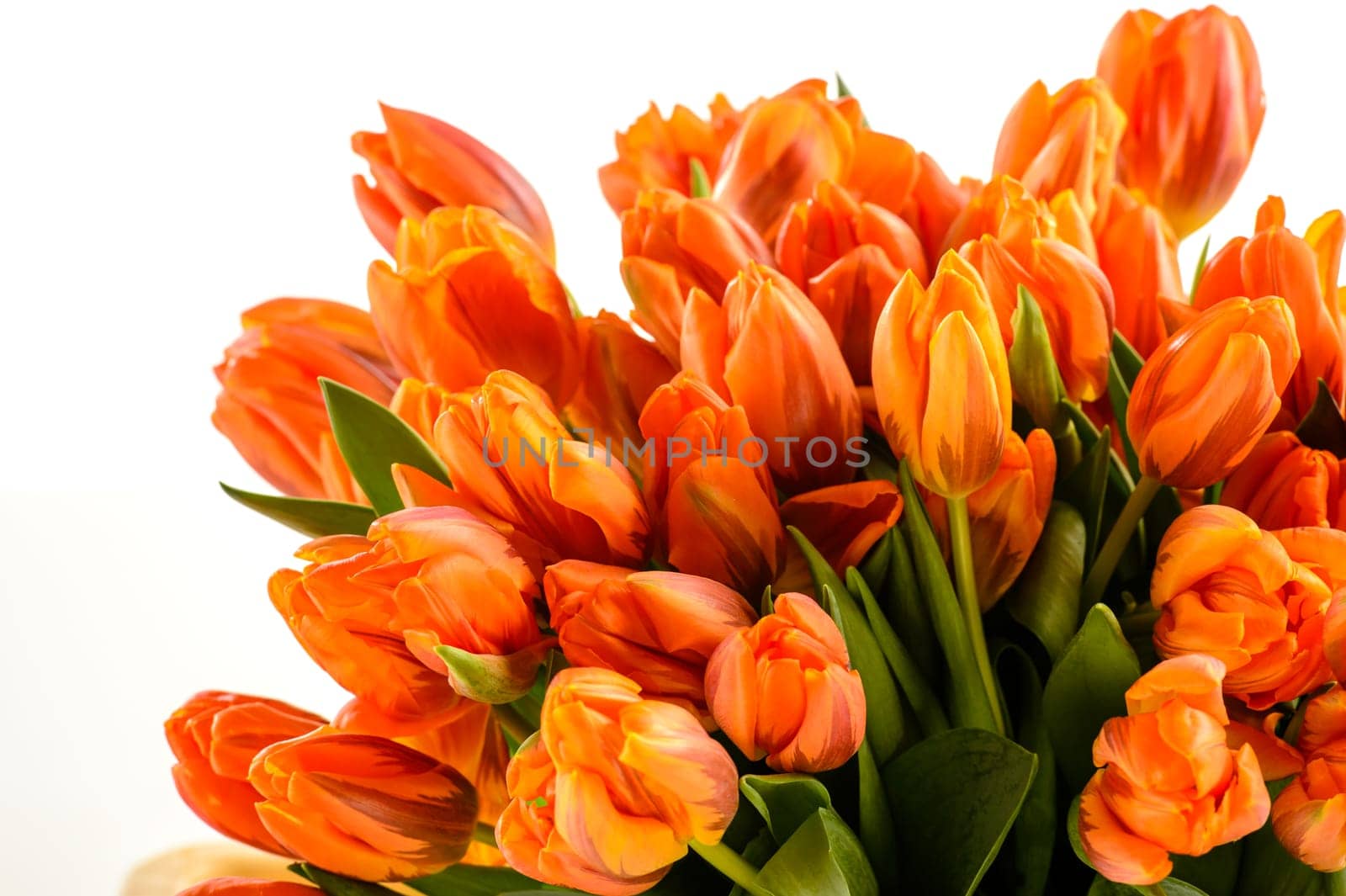 Bunch of spring tulips flowers on white background