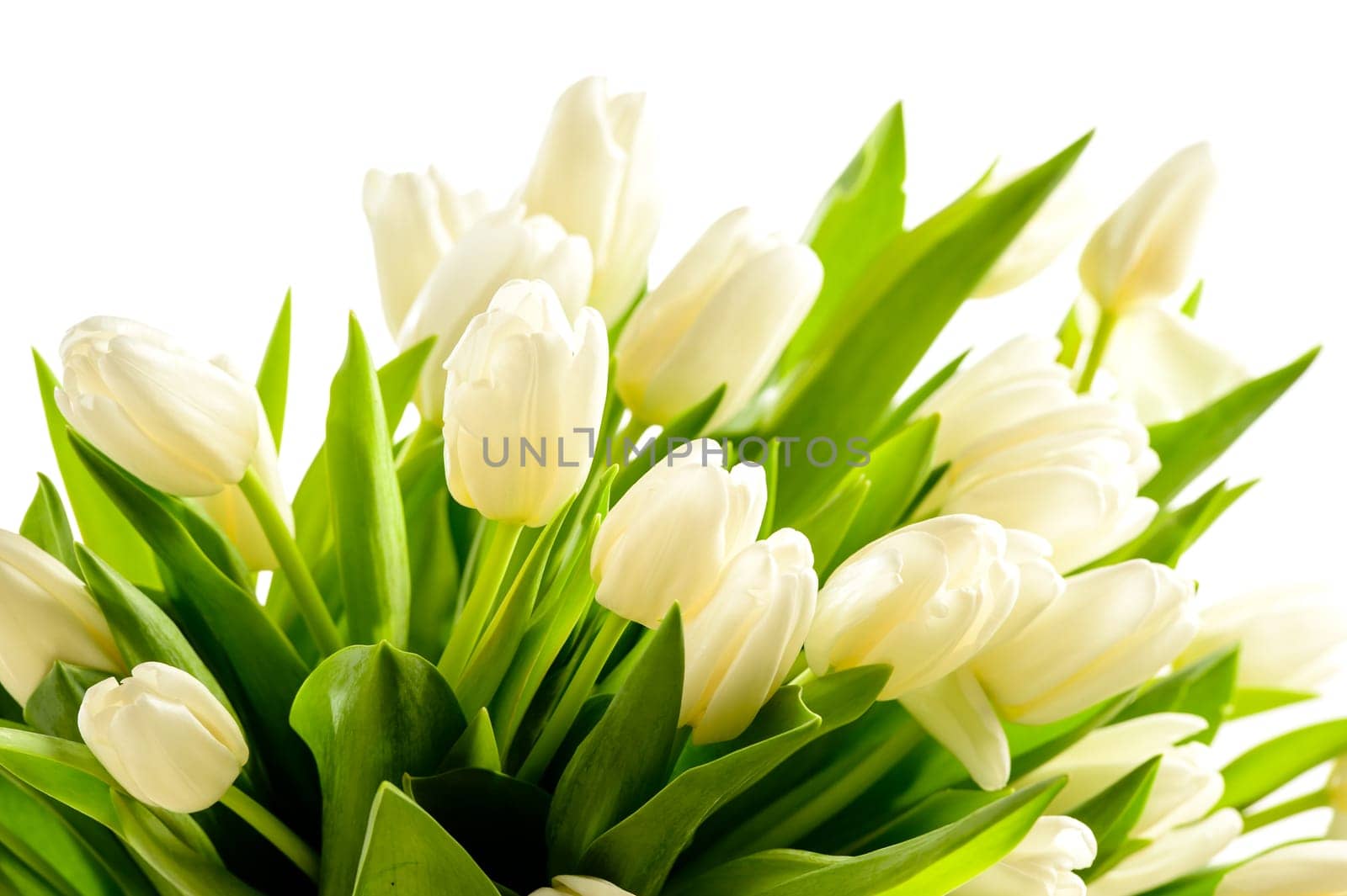 Bunch of white tulips spring flowers on white background