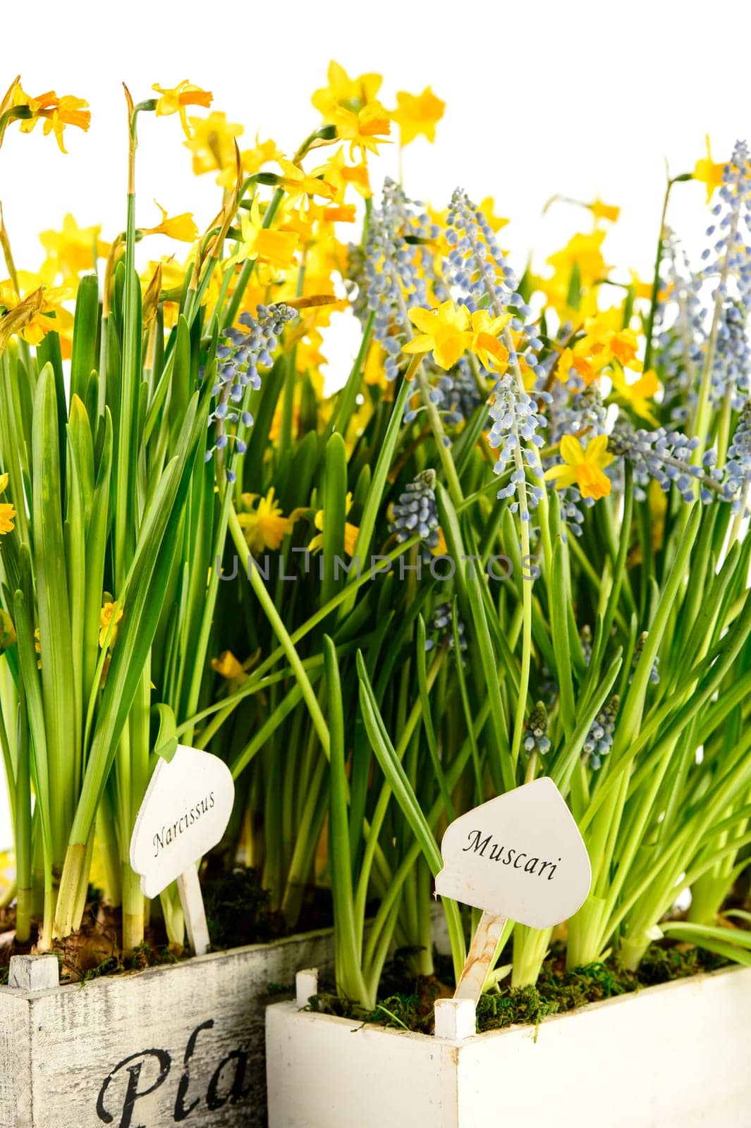 Grape hyacinth and narcissus spring potted flowers
