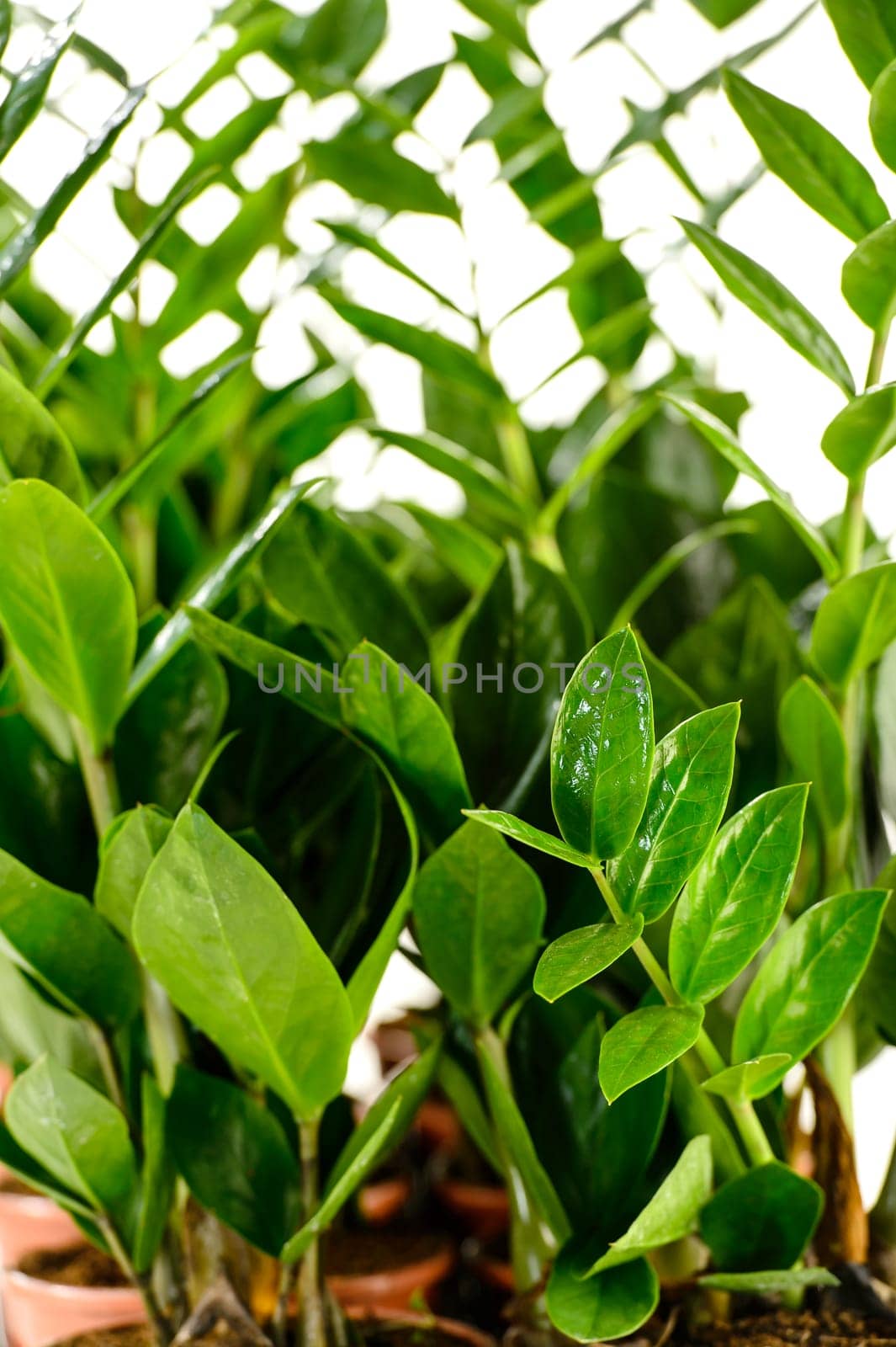 Zamioculcas zamiifolia potted house plant with green leaves