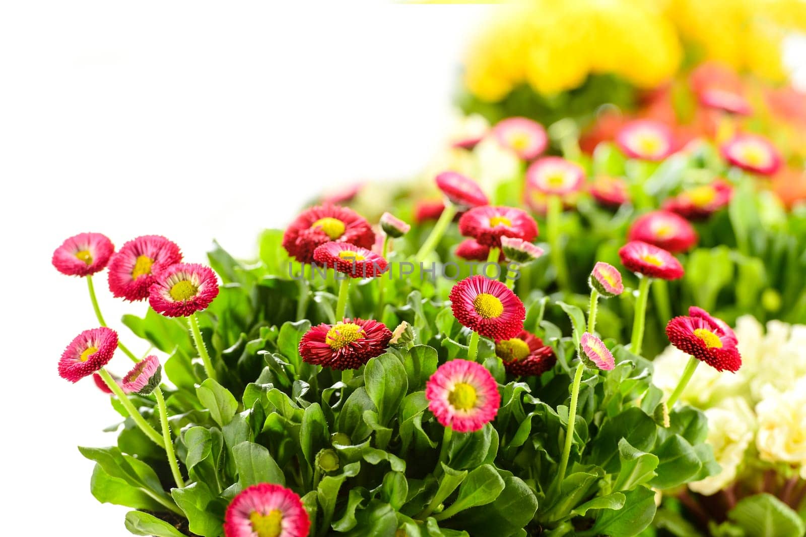 Bellis potted plant spring flower on white background