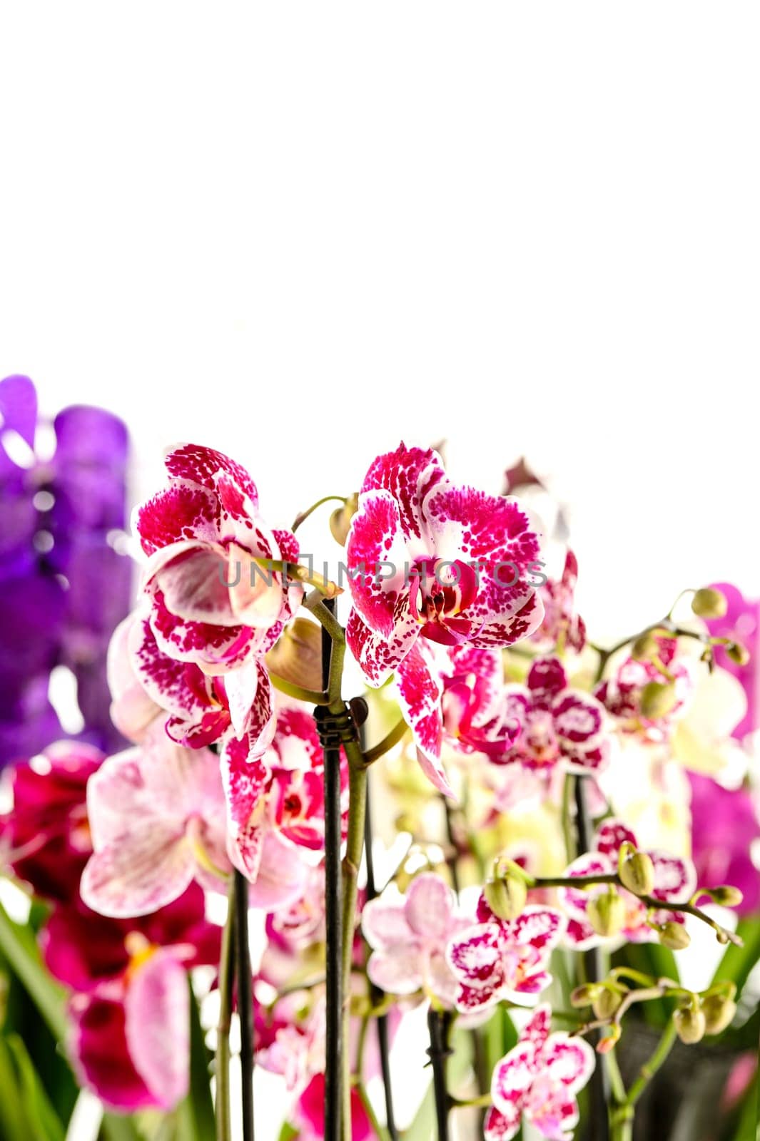 Colorful Orchidaceae on white background