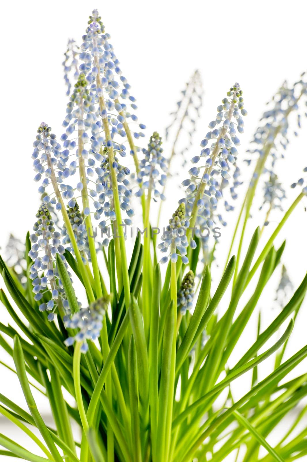Grape hyacinth blue spring flower potted plant on white background