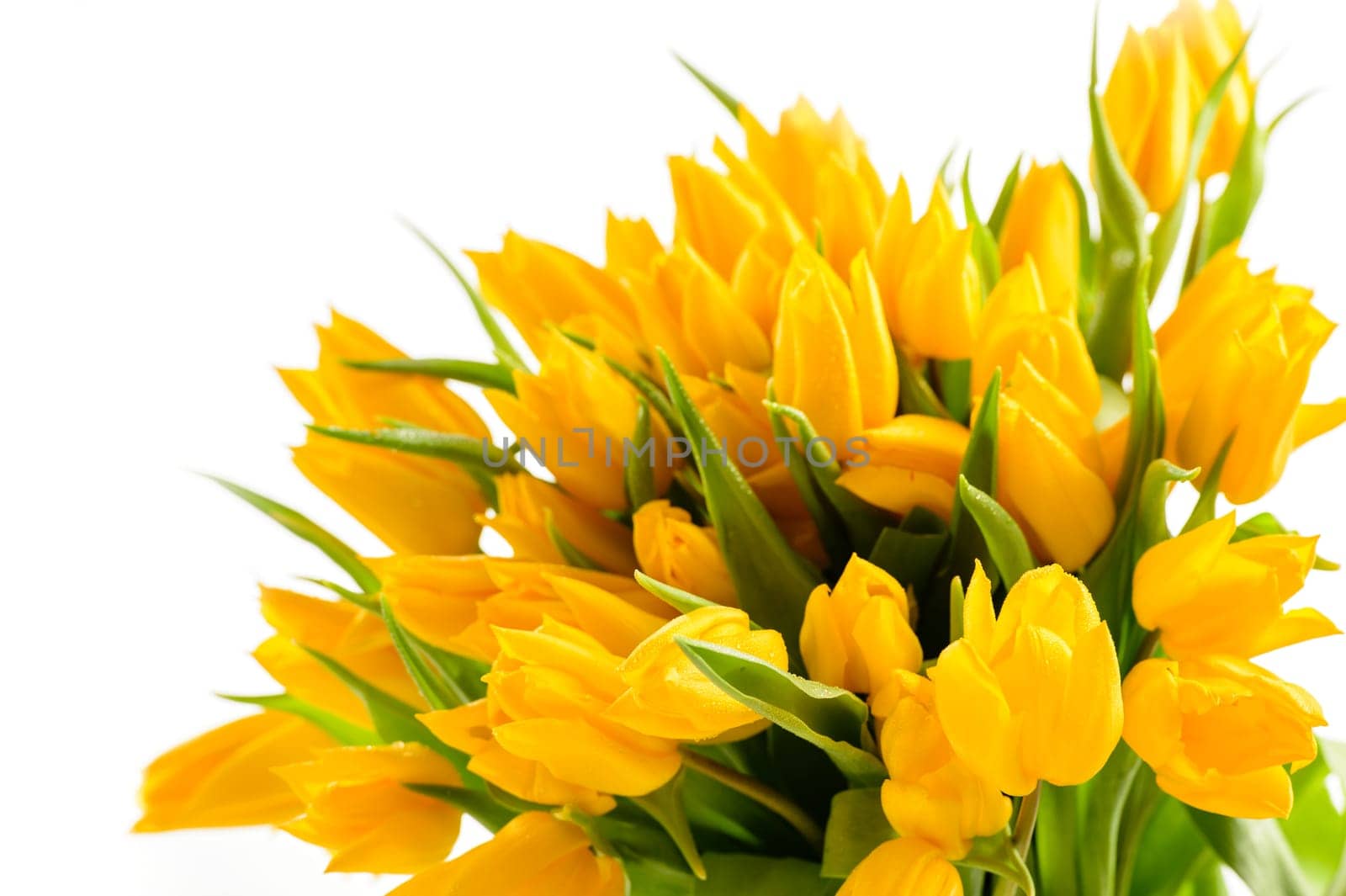 Bunch of yellow tulips spring flowers isolated on white