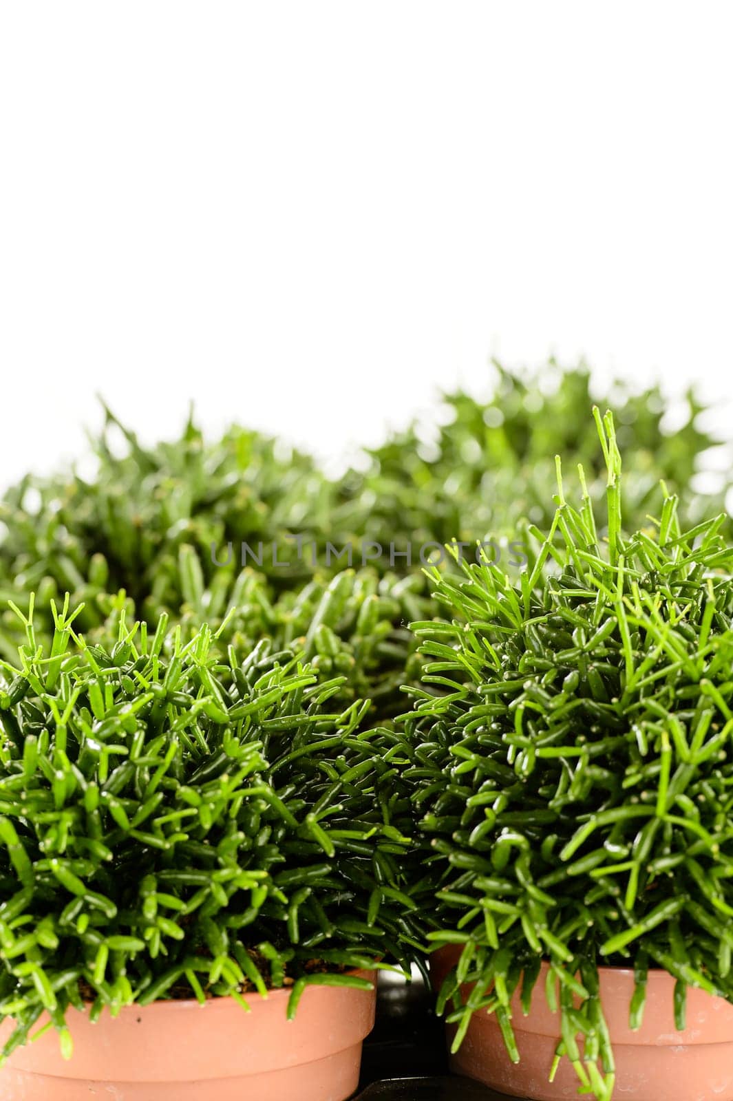 Rhipsalis potted house plant on white background