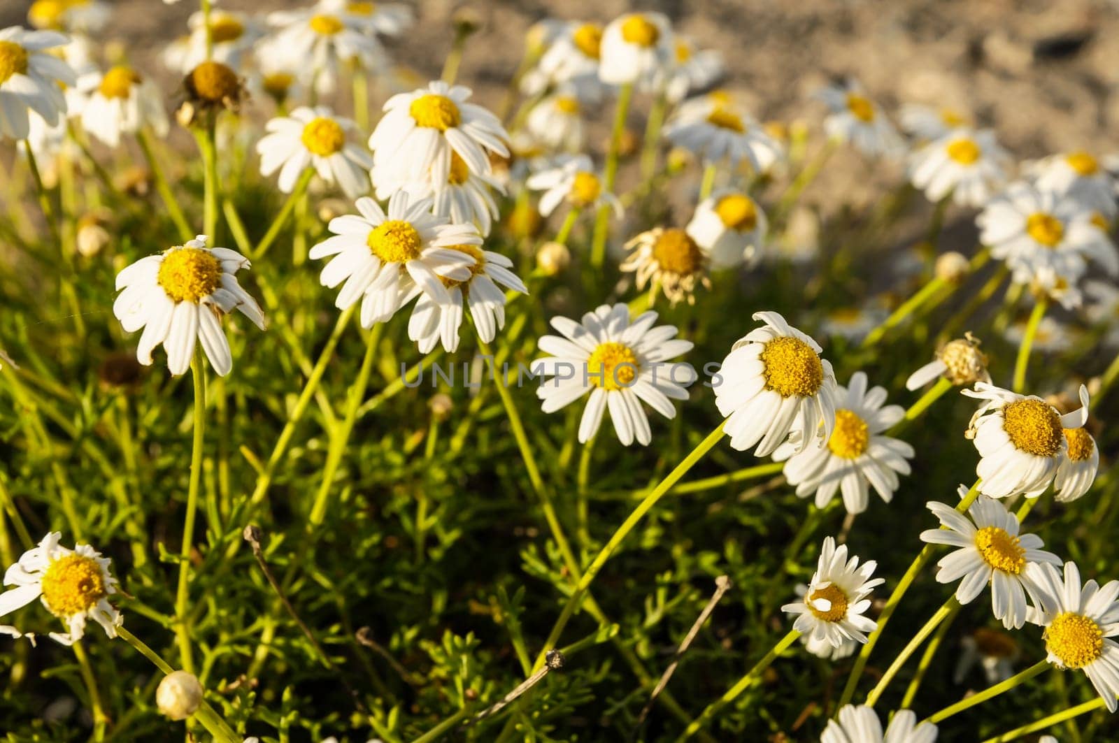 Some Fresh Yellow and White Camomilla Daisy Flowers
