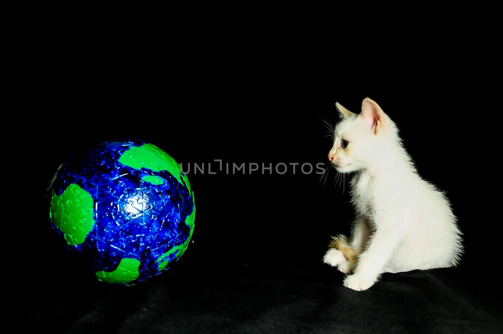 White Young Baby Cat and Globe on a Black Background