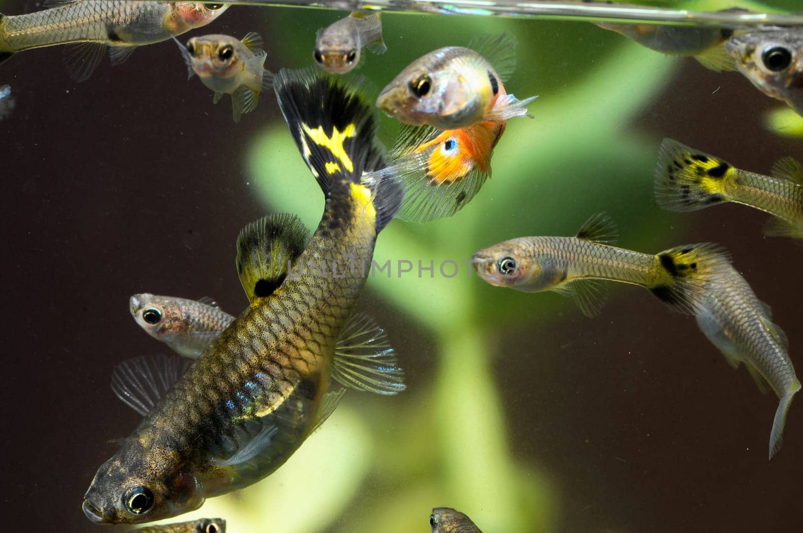 Guppy Multi Colored Fish in a Tropical Acquarium