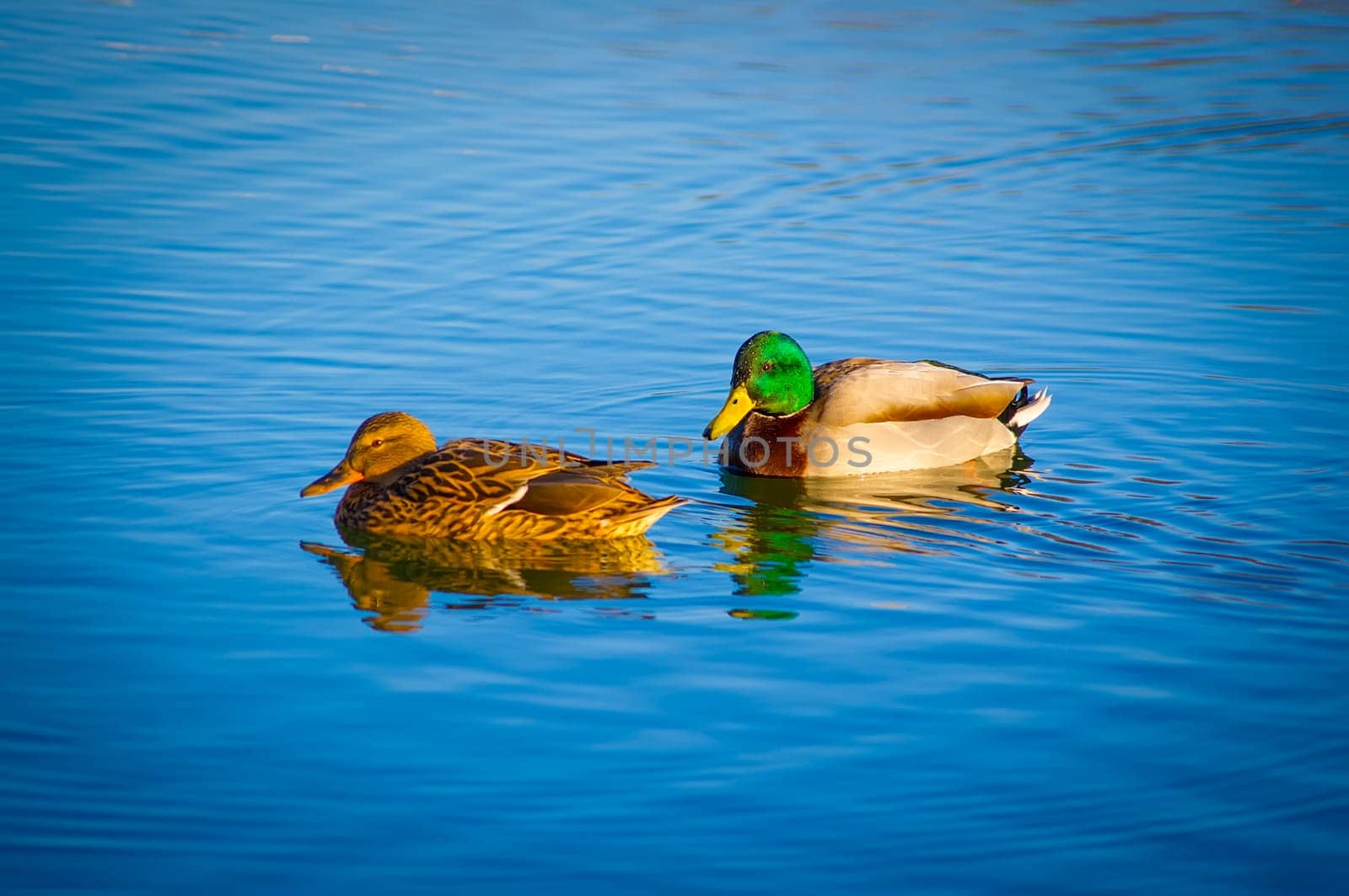 A wild duck pair swim about in the winter sunshine.