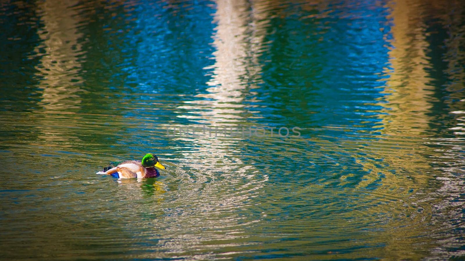 Male wild duck swim about in the winter sunshine.