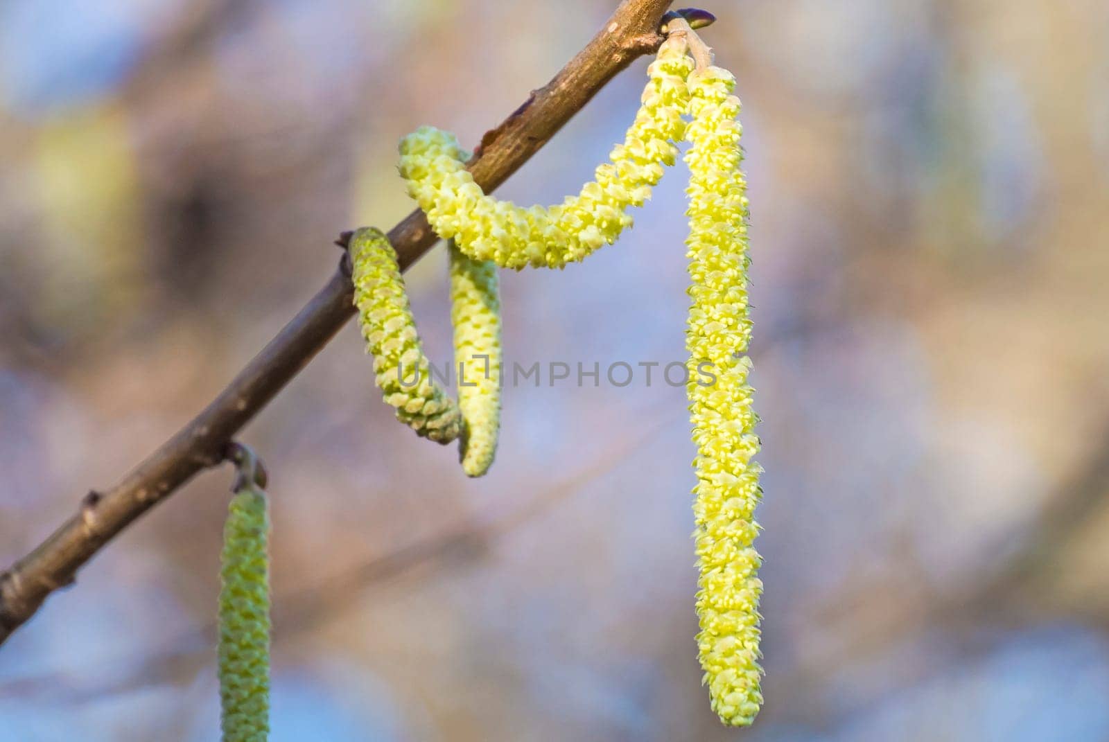 Hazelnut flowering