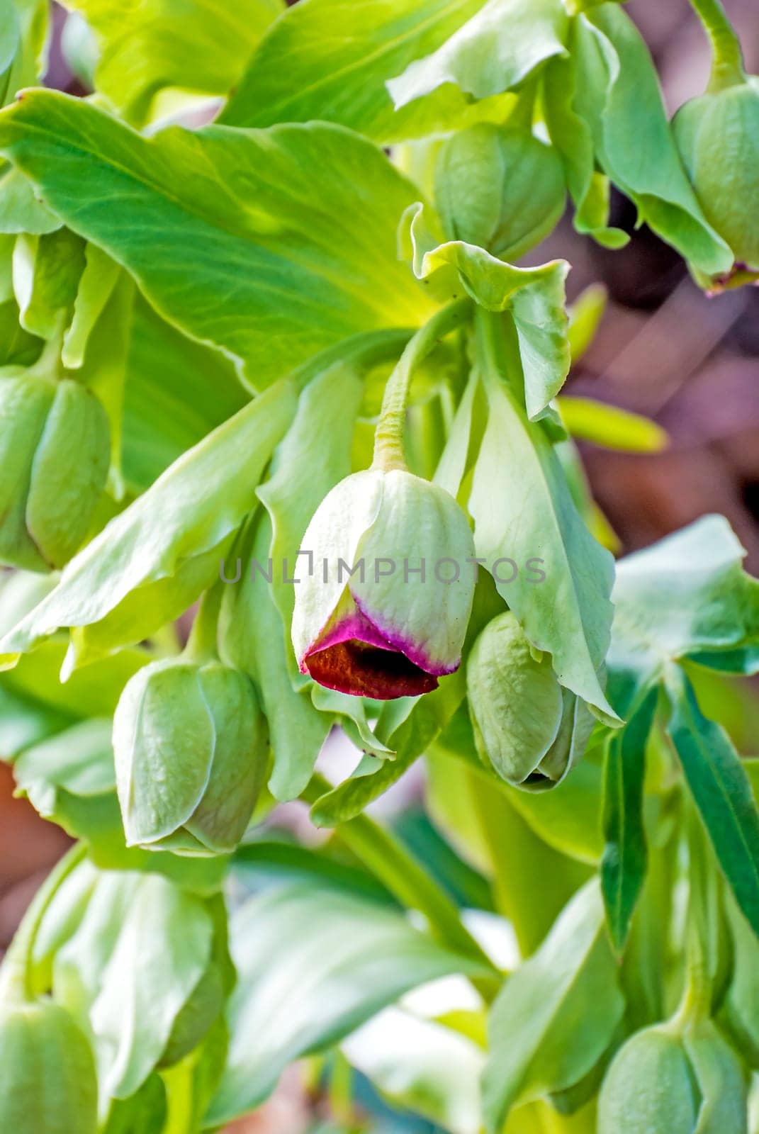 Smelly hellebore Helleborus foetidus