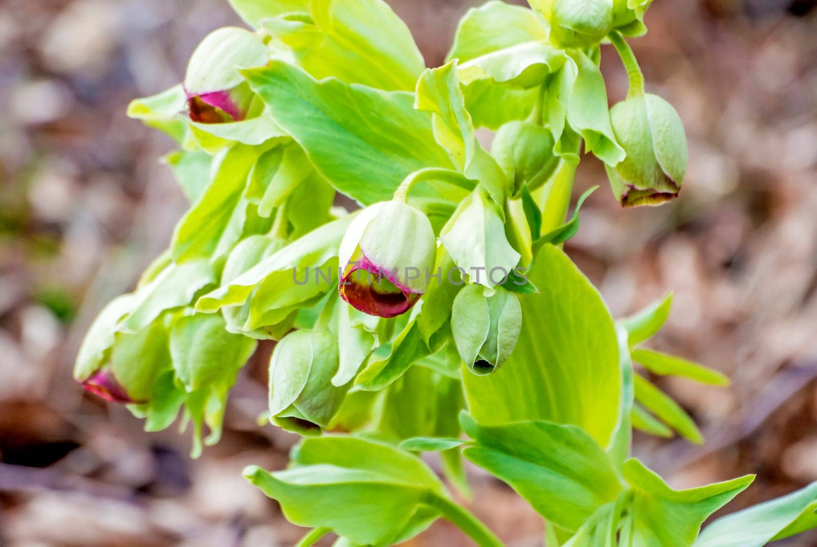 Smelly hellebore Helleborus foetidus
