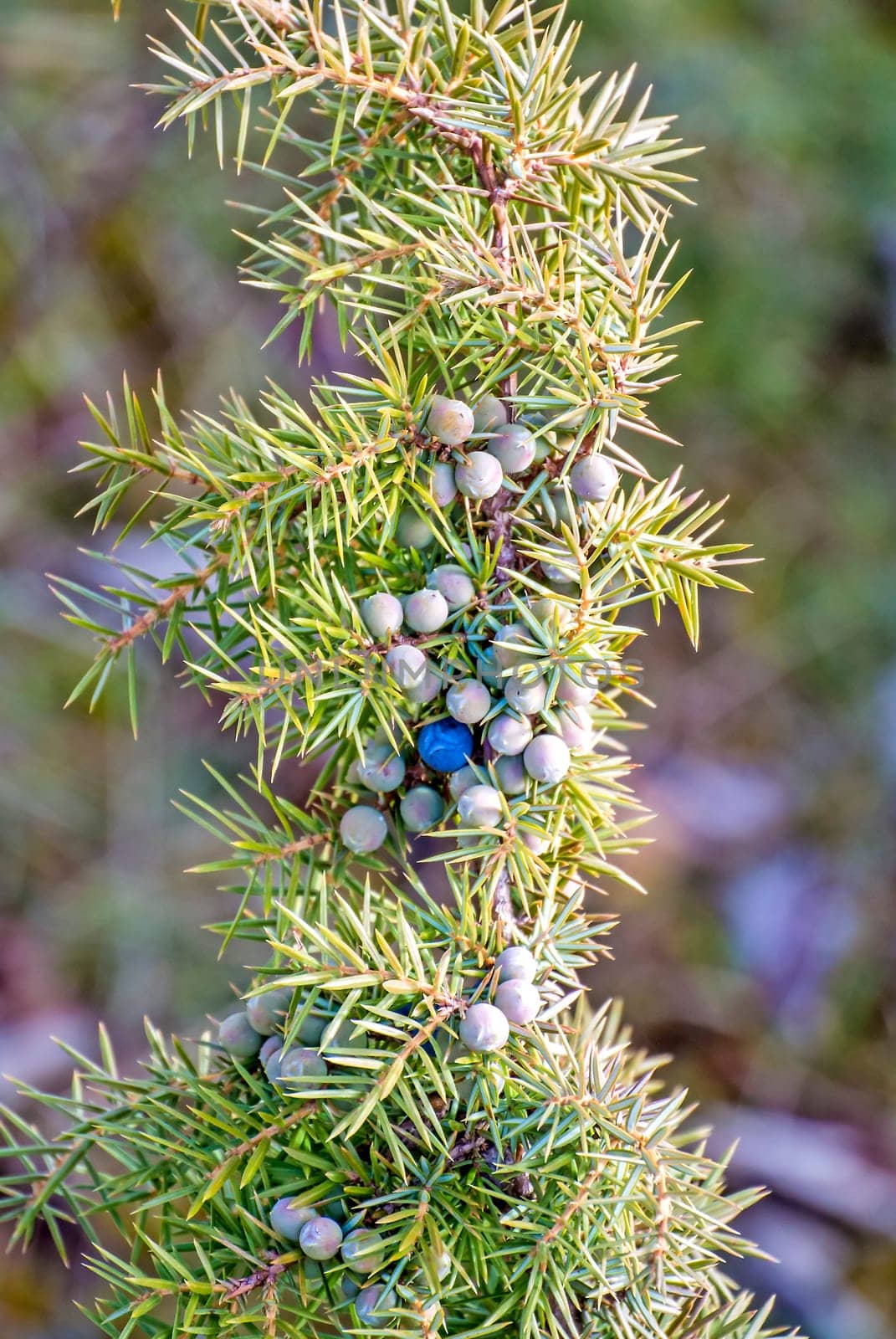 Juniper berries