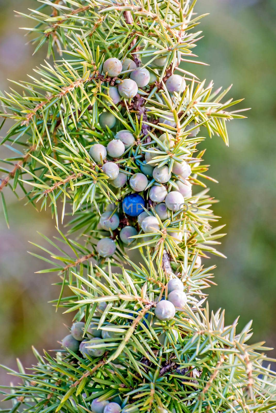 Juniper berries