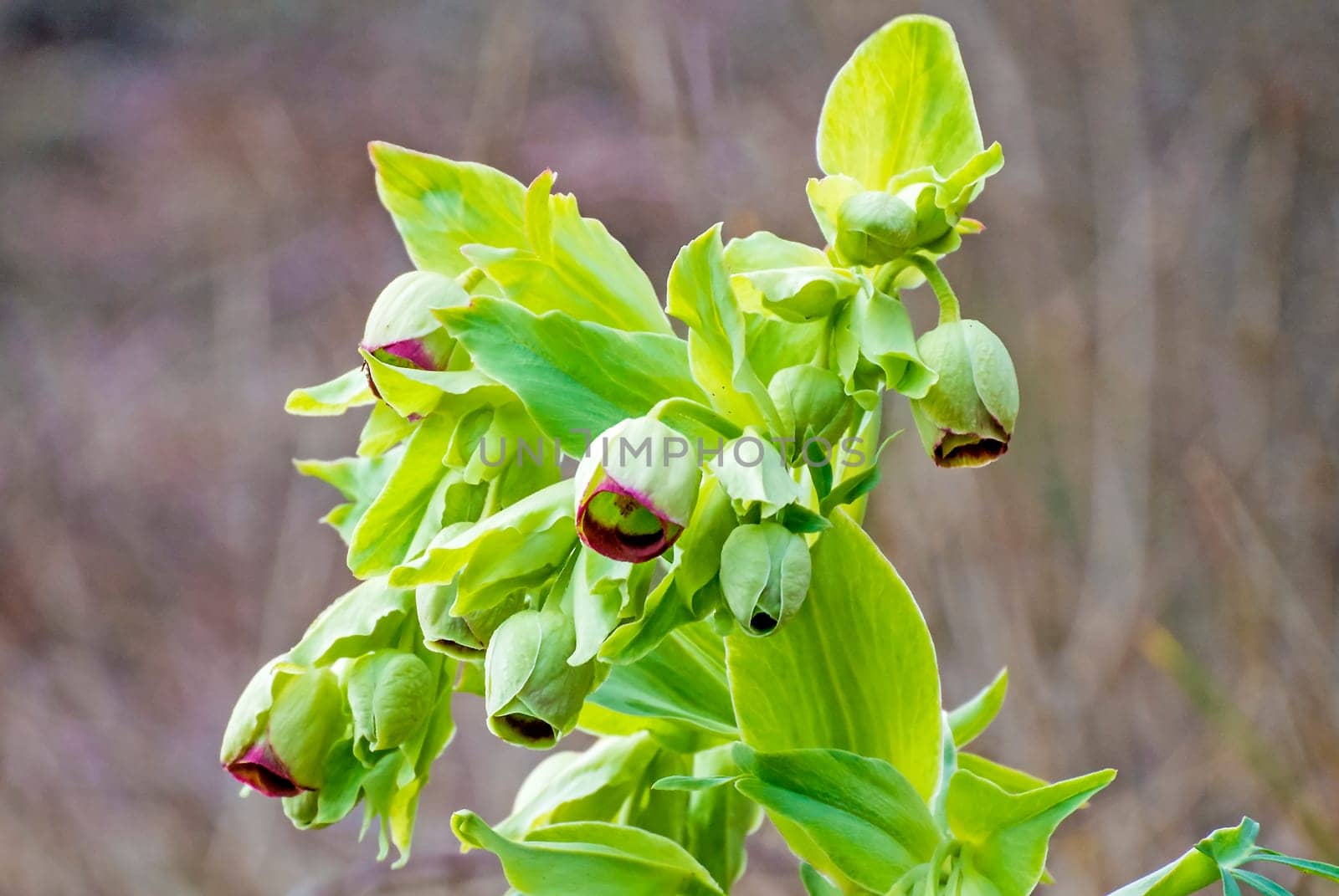 Smelly hellebore Helleborus foetidus