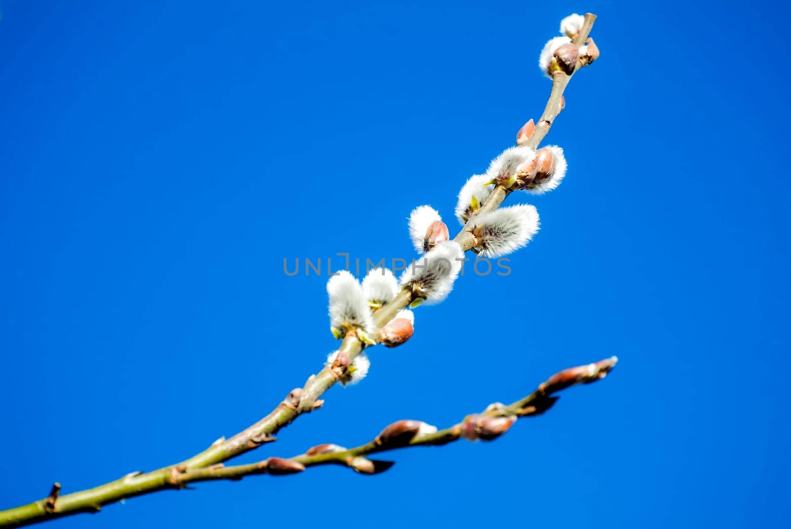 Willow blossom