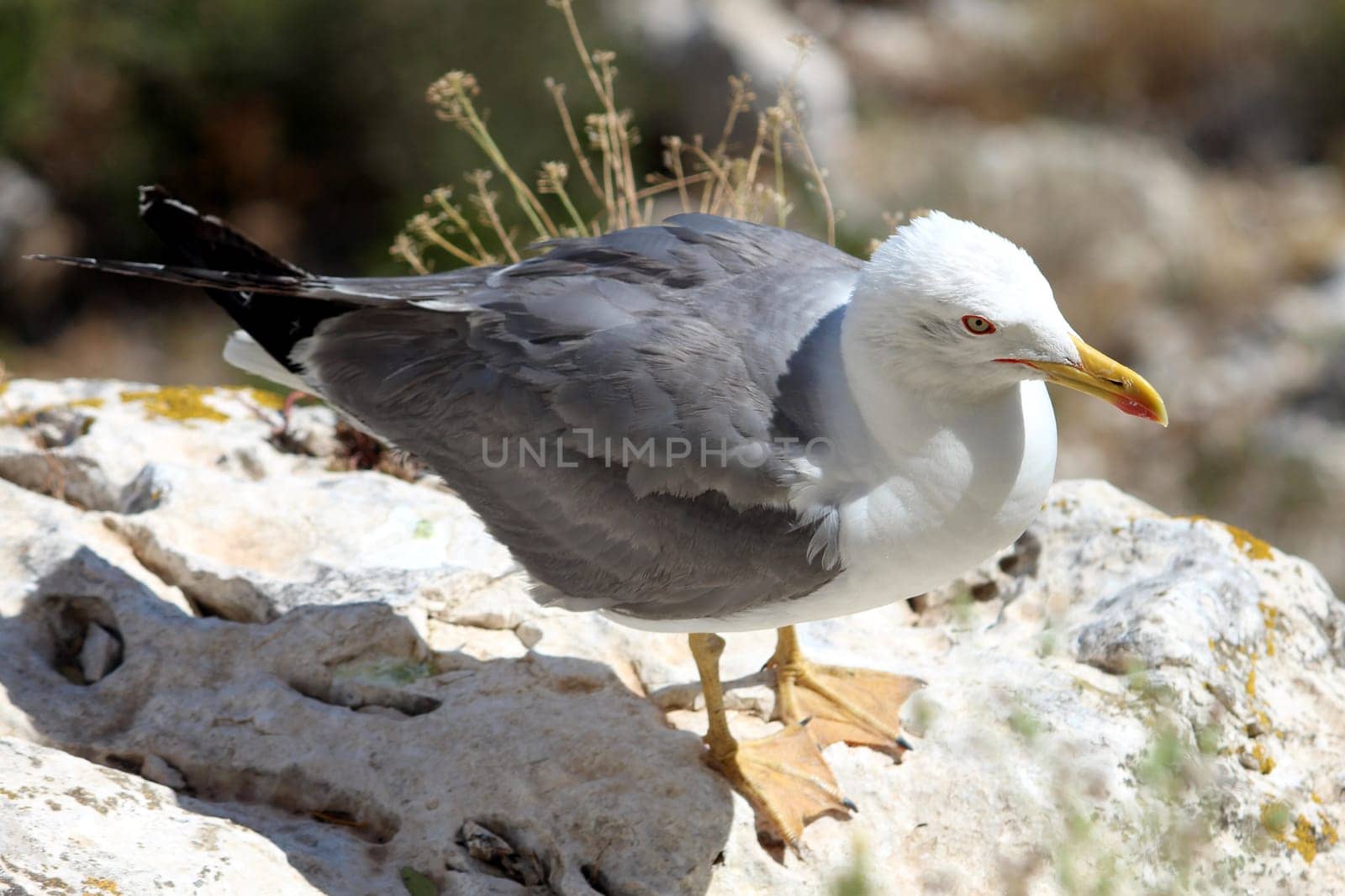 The Yellow-legged Gull (Larus michahellis), in Natural Park of Peñón de Ifach situated in Calp, Spain..